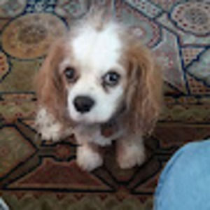 Meet your Posher, Ann